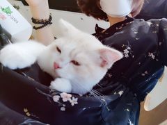 -藏猫猫咖啡主题馆(中央大道店)