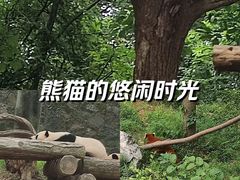 -都江堰中华大熊猫苑