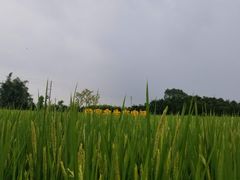 -迪茵湖田家舍生态农场