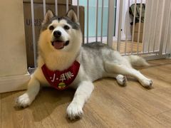-Husky Go! 哈士奇体验馆·宠物咖啡厅狗咖