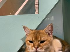 -猫小院猫主题餐厅(三里屯店)
