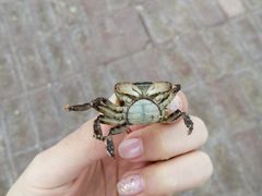 -南戴河旅游度假区