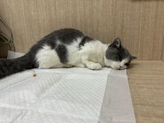 -北京观赏动物医院·24小时大型综合·猫专科·异宠专科