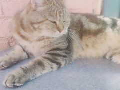 -喵屿·大理花园猫咖