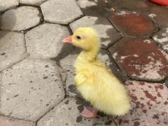 -中环花鸟鱼虫市场