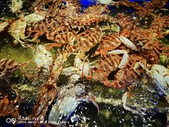 -诱货海鲜自助火锅(爱琴海购物公园东百店)