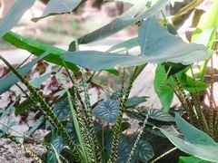 -东莞植物园