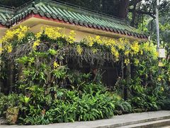 -深圳仙湖植物园