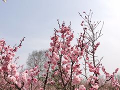 -无锡梅园公园
