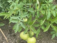 -大宁国际幼儿园(永和东路)