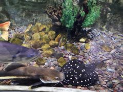 -迪拜水族馆及水下动物园