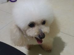-1013 PET SHOP 宠物商店(近铁城市广场店)