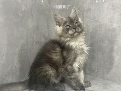 -小猫来了·猫舍(红山六九七九店)