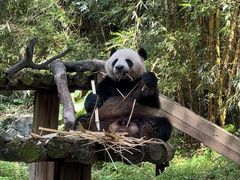 -广州长隆野生动物世界