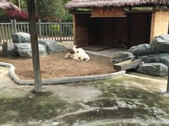 -爱丽丝仙境花海