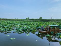 -荷塘月色湿地公园·向阳花洲