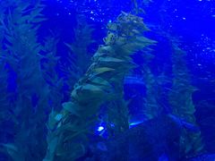 -芜湖新华联大白鲸海洋公园