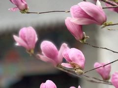 -护国法轮寺