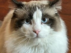 -喵zoo家庭繁育猫舍(尖东智能花园店)