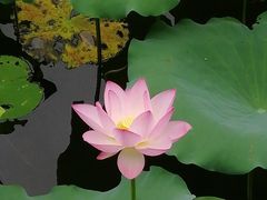 -荔湾湖公园