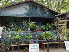 -上海共青森林公园