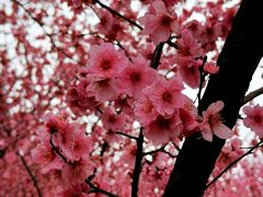 -白塘生态植物园