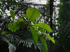 -呀路古热带植物园