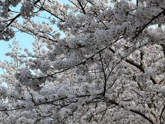 -高东镇樱花园