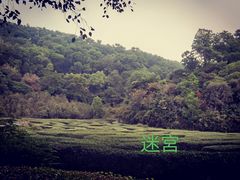 -大屏嶂森林公园