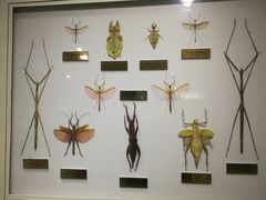 -上海昆虫博物馆