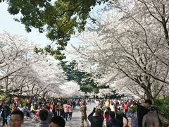 -武汉大学-樱园