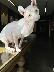 -京都墨客刺青