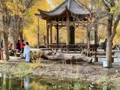 -金塔沙漠胡杨林景区