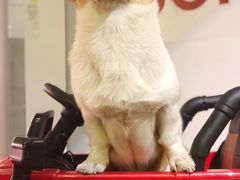 -百好乐宠物友好餐厅(朝外大街店)