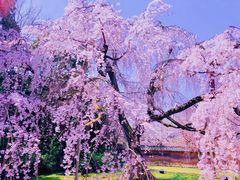 -醍醐寺