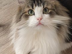 -柴迷FANS CLUB·柴犬狗咖·猫咖