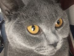 -喵的天空名猫咖啡馆·撸猫·猫舍·用品