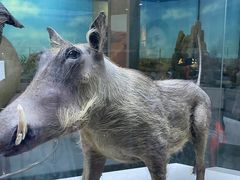 -国家自然博物馆