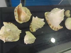 -上海海洋大学鱼文化博物馆(军工路校区)