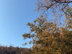 -燕窝岭