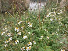 -白鹭湾湿地公园