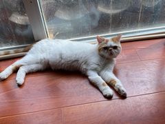 -猫小院猫主题咖啡厅(北锣店)