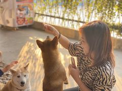 -柴犬高等学院·狗咖·柴犬售卖·宠物训练