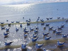 -青海湖国家重点风景名胜区