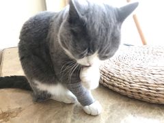 -Catmate·猫肥家润(金润铂宫店)
