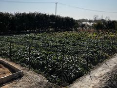 -小鱼草莓采摘园农家乐·小鱼餐厅
