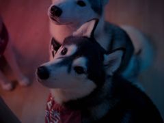 -Husky Go! 哈士奇体验馆·宠物咖啡厅狗咖