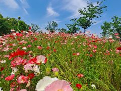 -花开海上生态园