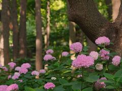 -上海共青森林公园