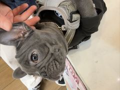 -爱侣·安琦尔宠物医院·中兽医针灸·心内科·狂犬免疫点(宝山区院)